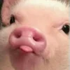 🐷