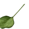 🌿