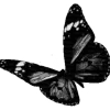 🦋
