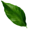 🌿