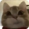 🐱