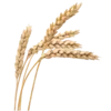 🌾