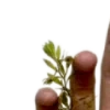 🌿