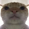 🐱