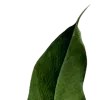 🌿