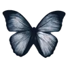🦋