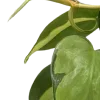 🌿
