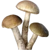 🍄
