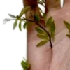 🌿