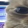 😾