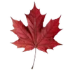 🍁