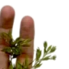 🌿