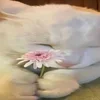 🌸