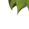 🌿