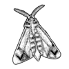 🦋