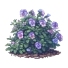 🌺