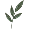 🍃