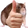 🐀