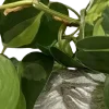 🌿