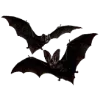 🦇