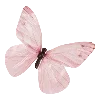 🦋