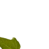 🌿