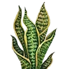 🌿