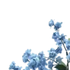 🌸