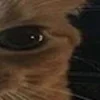 😾