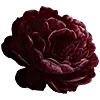 🌺