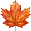 🍁