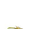 🌿