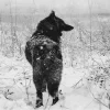 🐺