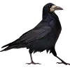 🐦‍⬛️