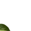 🌿