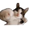 🐱