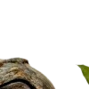 🌿
