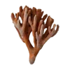 🪸