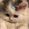 🐱