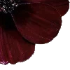 🌺