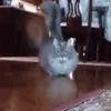 🐱