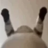 🐱