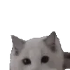 🐱