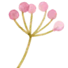 🌸