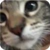 🐱