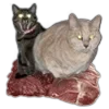 🐈
