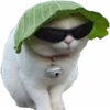 🐱
