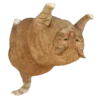 🐱