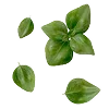 🌿