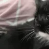 🐱